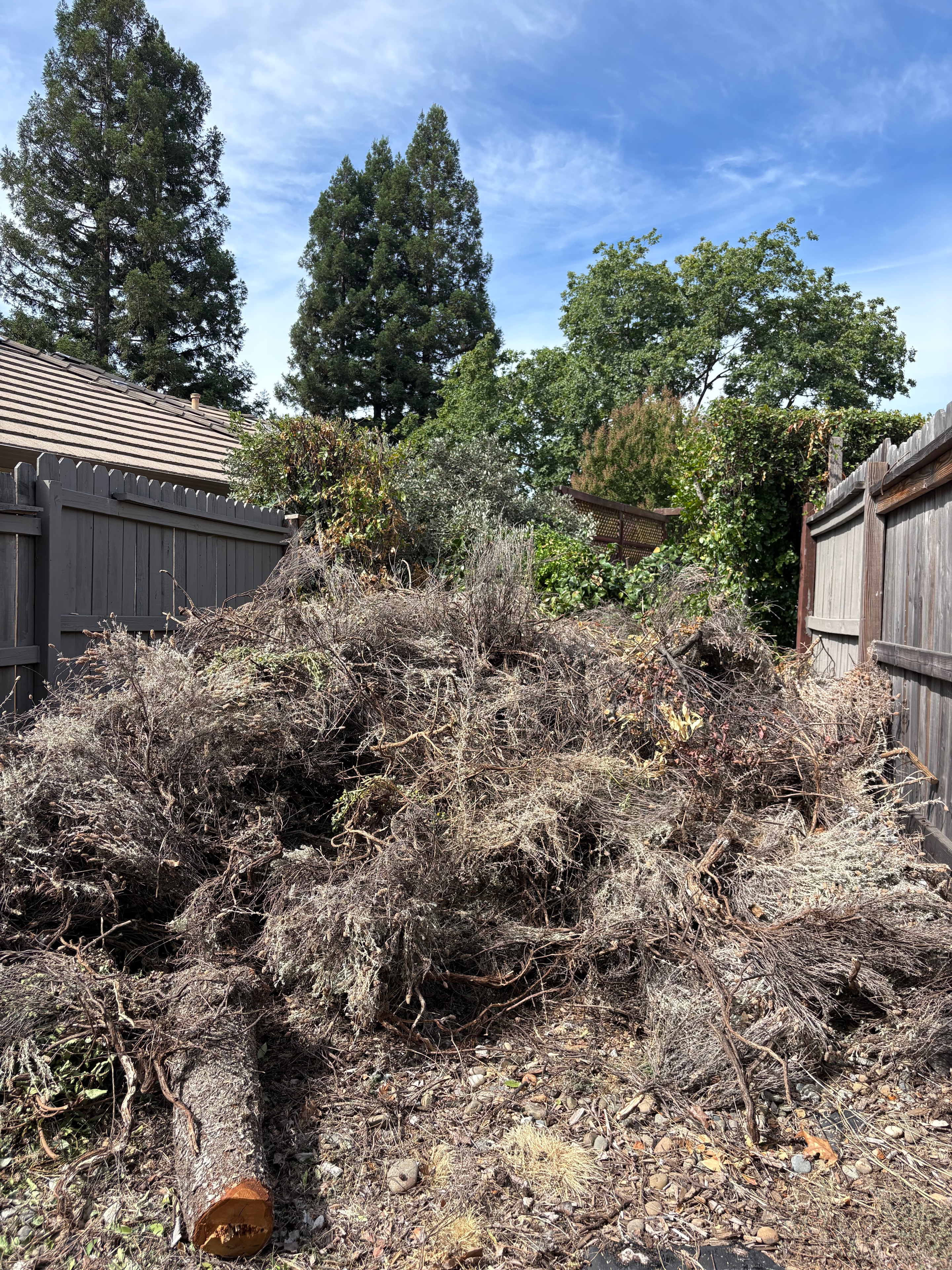 Yard Debris Cleanout — Before